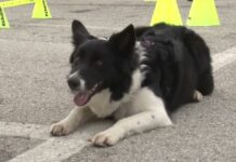 Canile di Pescara, LNDC Animal Protection fa ricorso al TAR